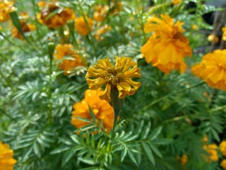 Tagetes erecta (Mexican marigold, Aztec marigold, African marigold) with natural background