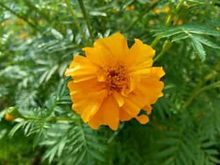 Tagetes erecta (Mexican marigold, Aztec marigold, African marigold) with natural background