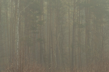 Sosnowy las w porannej mgle. - obrazy, fototapety, plakaty
