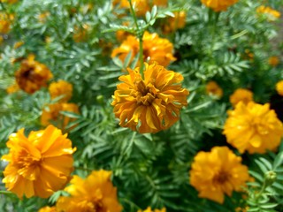 Fototapeta na wymiar Tagetes erecta (Mexican marigold, Aztec marigold, African marigold) with natural background
