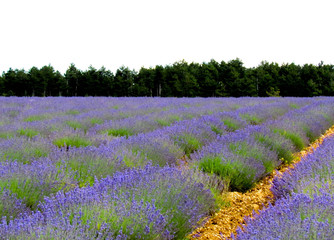 Fototapeta na wymiar A lavender field on the road of lavender at Sault ( France )