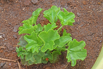 Jeunes pousses de géranium