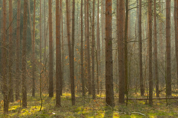 Sosnowy las w porannej mgle.