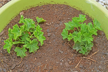 Jeunes pousses de géranium