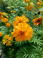 Tagetes erecta (Mexican marigold, Aztec marigold, African marigold) with natural background