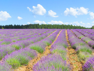 Plakat lavender field in Provence France specifically at Sault