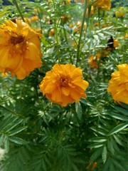 Tagetes erecta (Mexican marigold, Aztec marigold, African marigold) with natural background