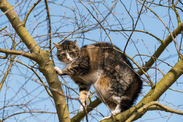 Kot wysoko na drzewie.