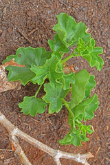 Jeunes pousses de géranium