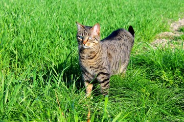 Chat de gouttière