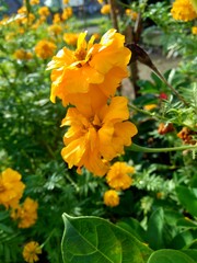 Tagetes erecta (Mexican marigold, Aztec marigold, African marigold) with natural background