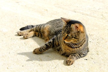 Chat de gouttière
