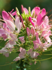 Delicate pink and white flowers.