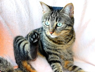 Chat de gouttière