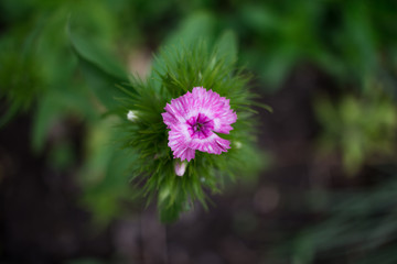 pink flower close up
