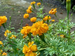 Tagetes erecta (Mexican marigold, Aztec marigold, African marigold) with natural background