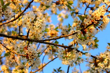 Printemps de la Renaissance