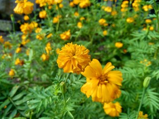 Tagetes erecta (Mexican marigold, Aztec marigold, African marigold) with natural background