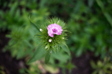 pink flower in the garden