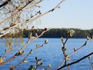 bazie, zieleń, zieleń nad wodą, drzewo nad wodą  © Wojciech