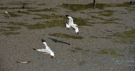 Fototapeta premium Seagulls flying over the sea. Pier on background