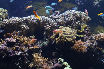 Fototapeta na wymiar Tropical fish in a marine aquarium