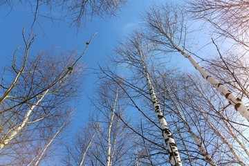Fototapeta na wymiar Birches and blue sky