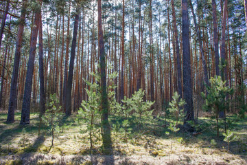 Small pines in the forest
