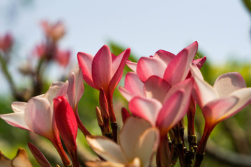 Pink plumeria flowers in a garden with a sky background.
