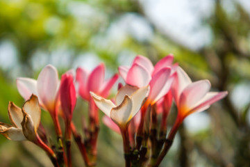 Fototapeta premium Pink plumeria flowers in a garden with a sky background.