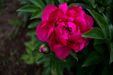 pink flowers in the garden