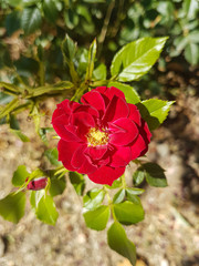 pretty red poppy in the field