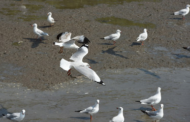 Fototapeta premium Seagulls flying over the sea. Pier on background 