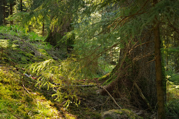 
beautiful Black Forest