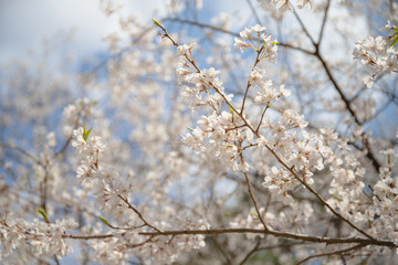 cherry blossoms