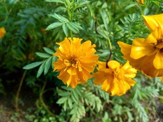 Tagetes erecta (Mexican marigold, Aztec marigold, African marigold) with natural background