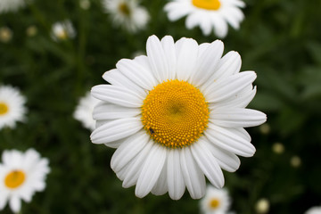 Obraz premium daisy in a garden