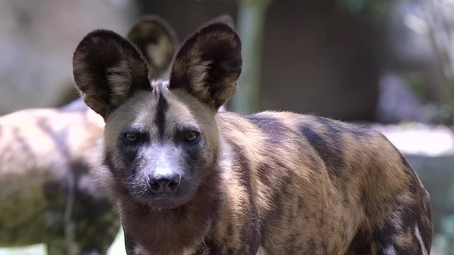 A beautiful, fierce African Painted Dog looking directly at the camera, curious - close up