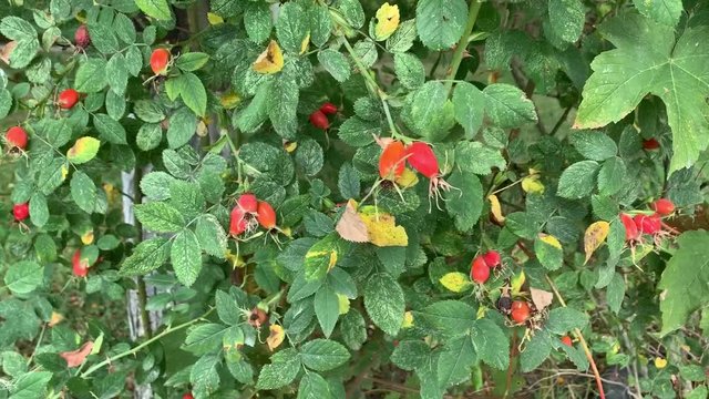 Ripe rose hips on camera in motion
