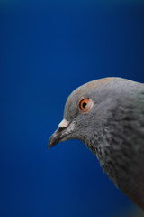 Close up head shot of beautiful pigeon bird, Pigeon close up on blue background
