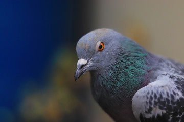 Close up head shot of beautiful pigeon bird, Pigeon close up on blue background