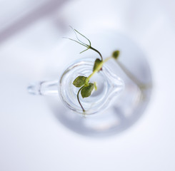 green small plant, boring, in a glass transparent vase in water, on a white background