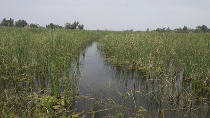 WATERY TRACT
