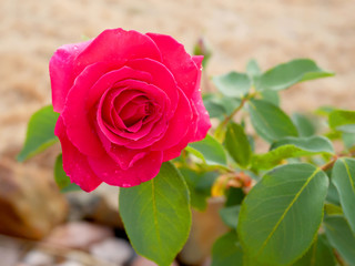 Pink rose blooming