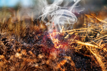 Burning dry grass in the meadow in spring.
