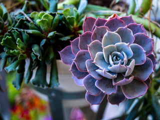 succulents