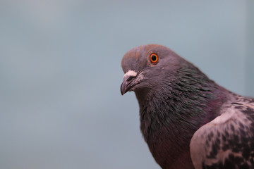 Close up head shot of beautiful pigeon bird, Pigeon close up on blue background