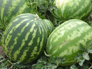 watermelon on the field
