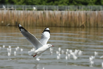 Seagulls flying over the sea. Pier on background	