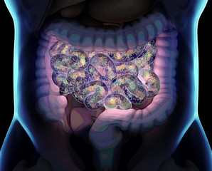 Intestines inside body showing gut bacteria in the small intestine. 3D illustration.